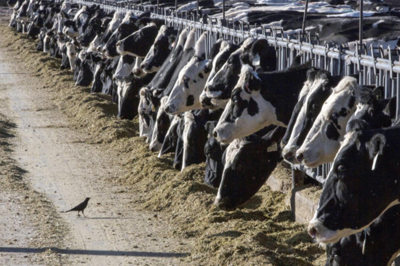 Dairy cows infected with bird flu have died or been slaughtered in five states